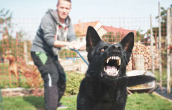 an aggressive dog on a leash that wants to attack