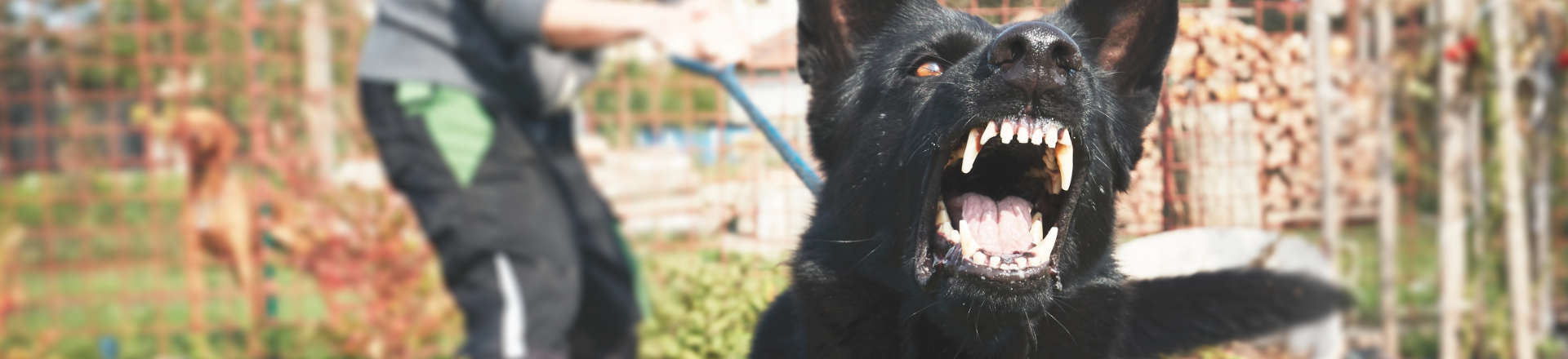 an aggressive dog on a leash that wants to attack