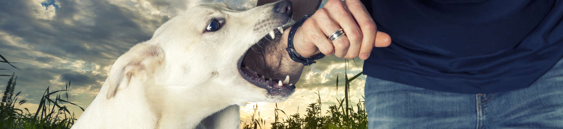 a dog biting man's arm
