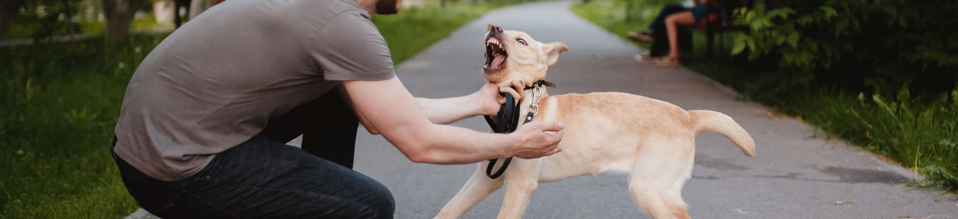 a dog on a leash that wants to bite its owner