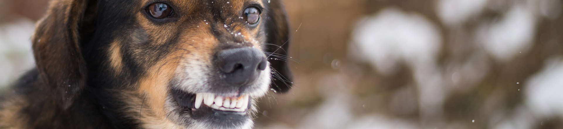 dog showing its teeth while barking