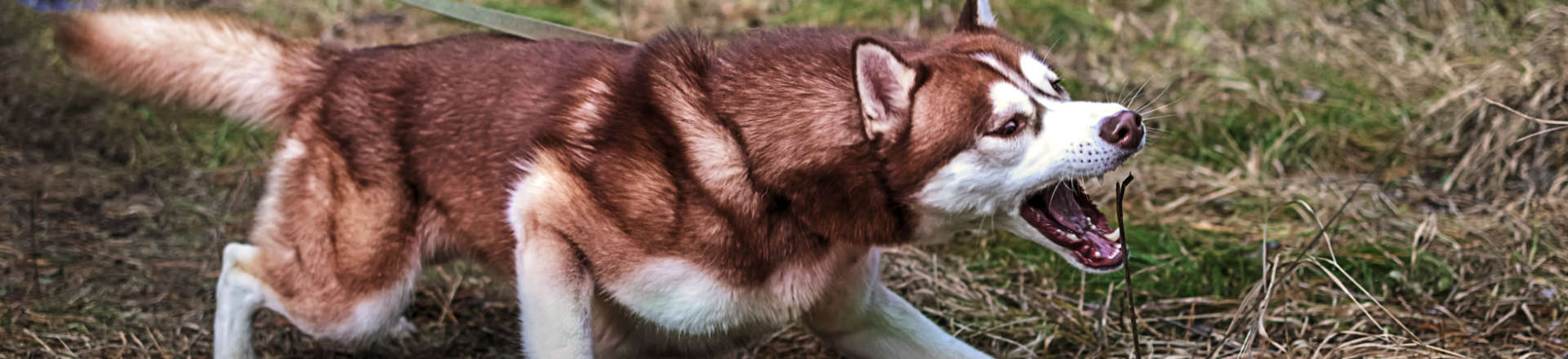 a dog on a leash that wants to attack