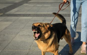 A woman walking with an aggressively barking dog on a leash.